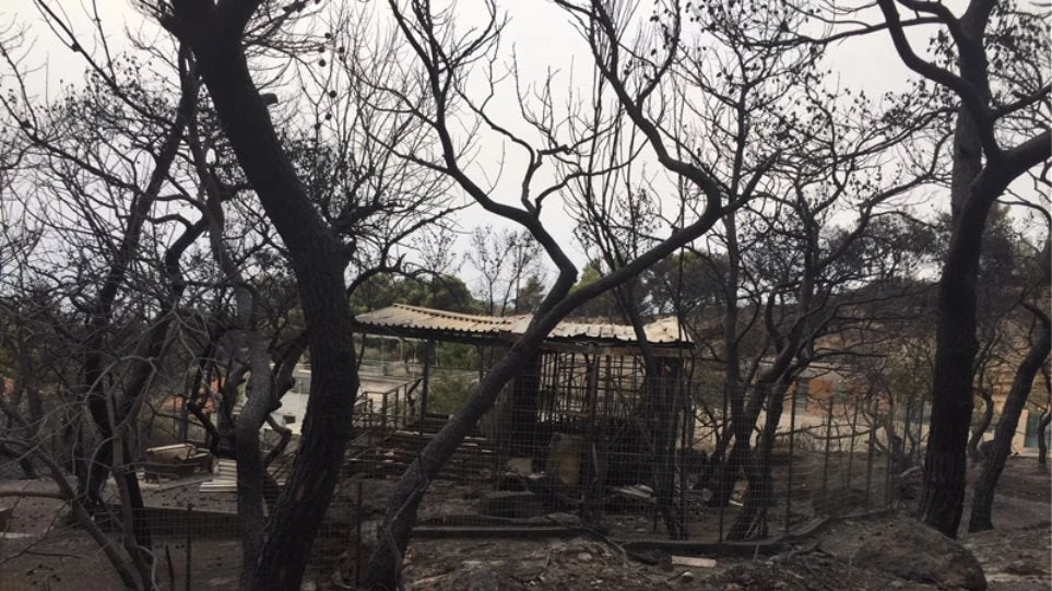 Φωτιά στην Κινέτα: Εικόνες βιβλικής καταστροφής και συγκλονιστικές μαρτυρίες (βίντεο)